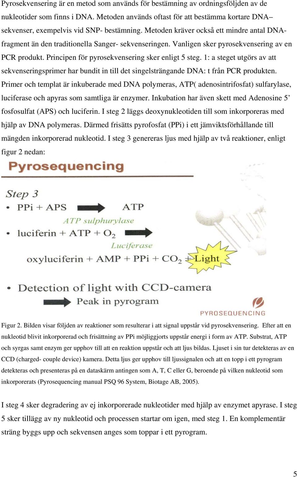 Vanligen sker pyrosekvensering av en PCR produkt. Principen för pyrosekvensering sker enligt 5 steg.