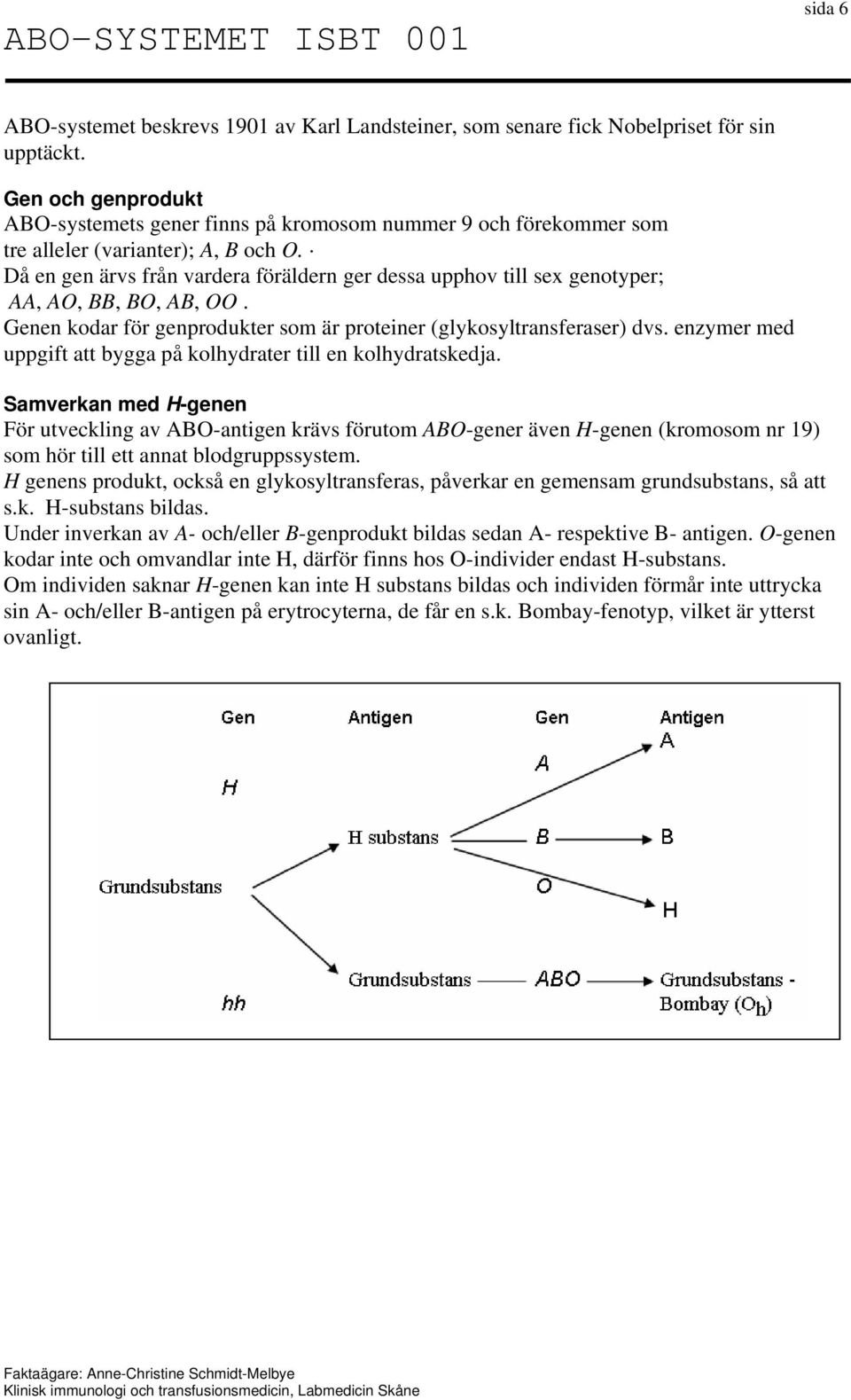 Då en gen ärvs från vardera föräldern ger dessa upphov till sex genotyper; AA, AO, BB, BO, AB, OO. Genen kodar för genprodukter som är proteiner (glykosyltransferaser) dvs.