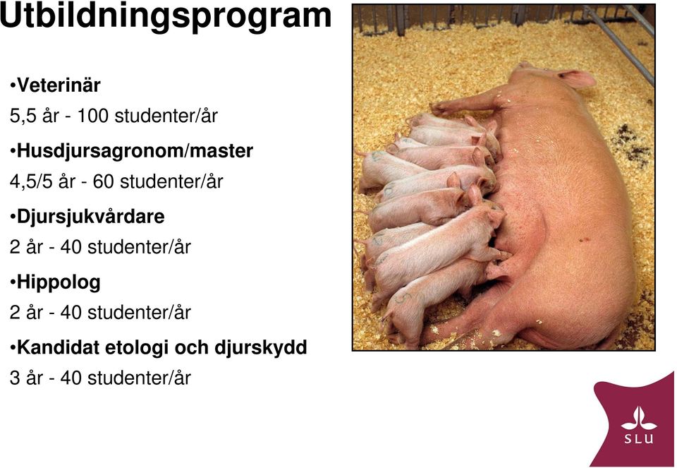 Djursjukvårdare 2 år - 40 studenter/år Hippolog 2 år - 40