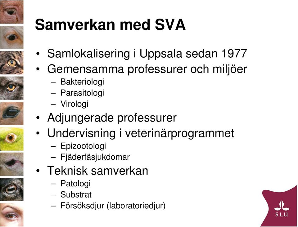 Adjungerade professurer Undervisning i veterinärprogrammet