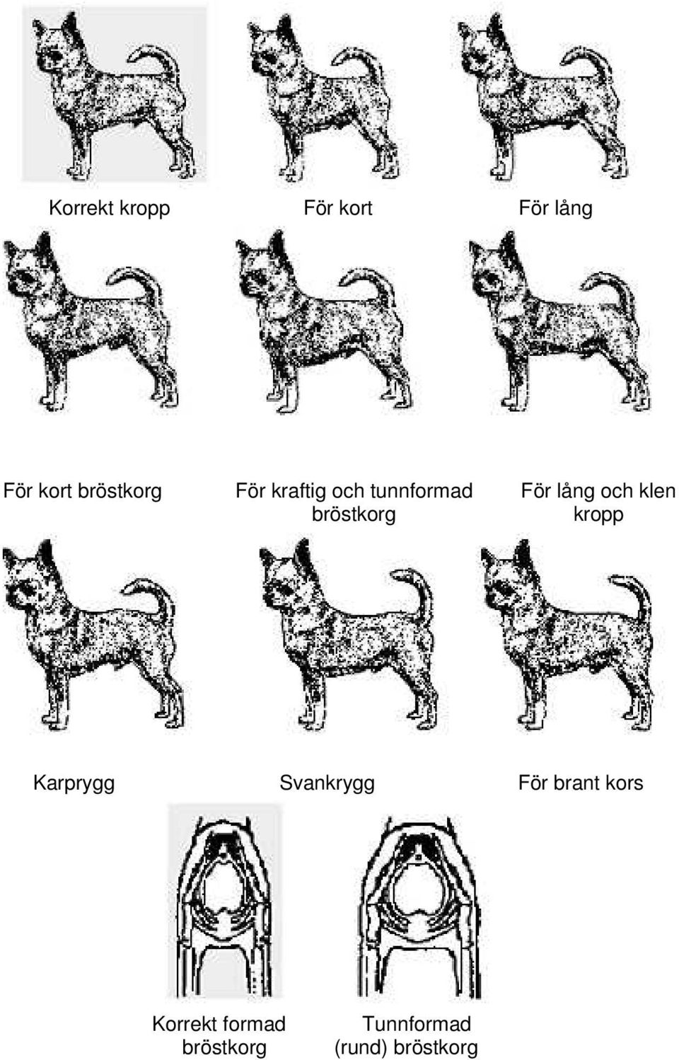 För lång och klen kropp Karprygg Svankrygg För