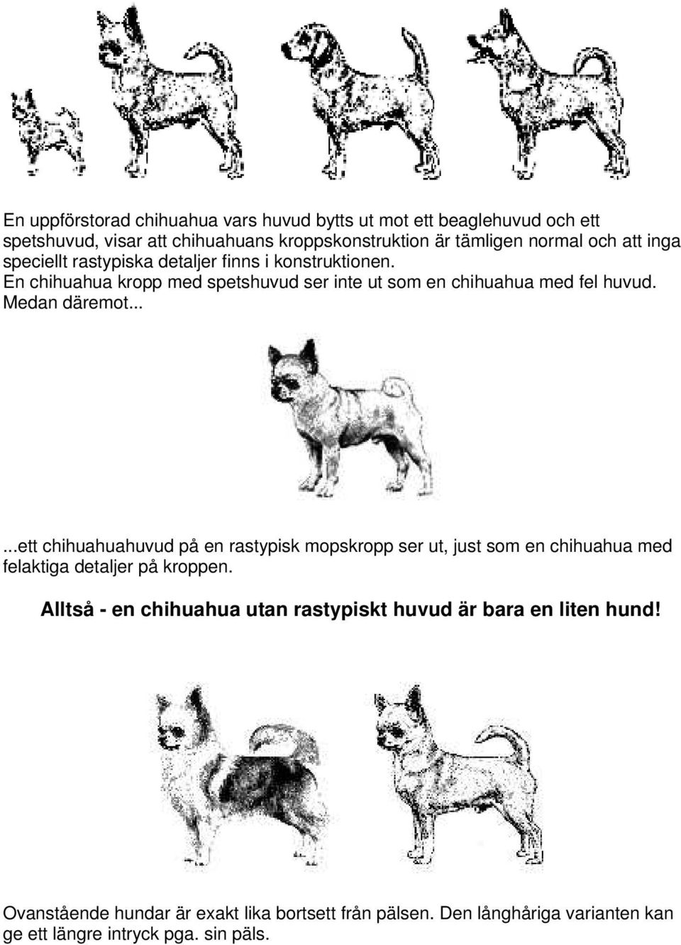 Medan däremot......ett chihuahuahuvud på en rastypisk mopskropp ser ut, just som en chihuahua med felaktiga detaljer på kroppen.