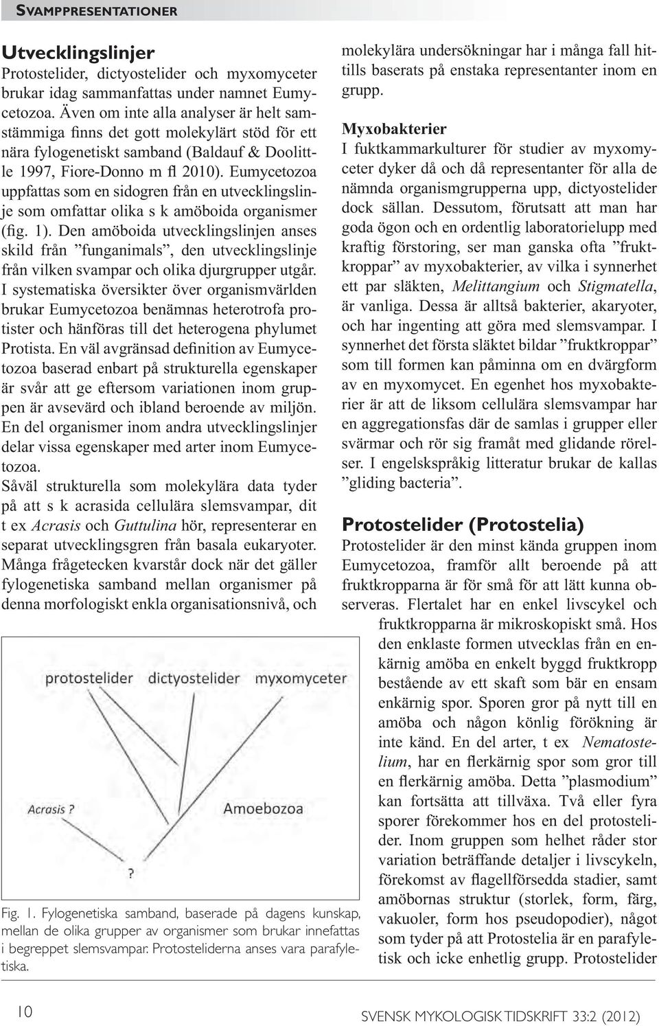på att s k acrasida cellulära slemsvampar, dit t ex Acrasis och Guttulina hör, representerar en Många frågetecken kvarstår dock när det gäller denna morfologiskt enkla organisationsnivå, och Fig. 1.