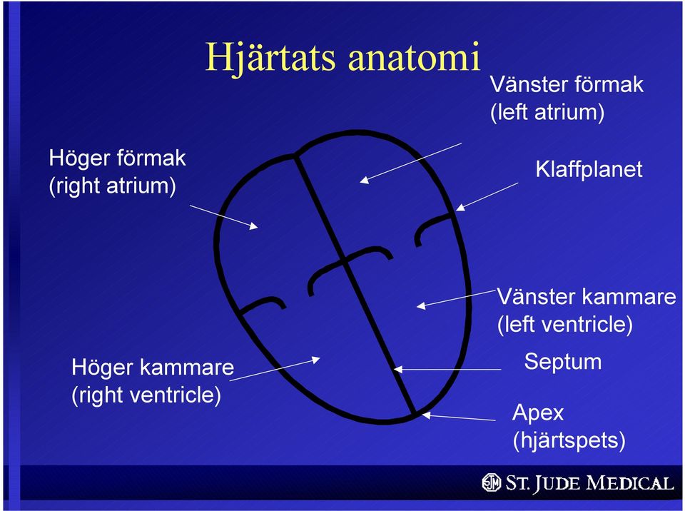 Klaffplanet Höger kammare (right ventricle)