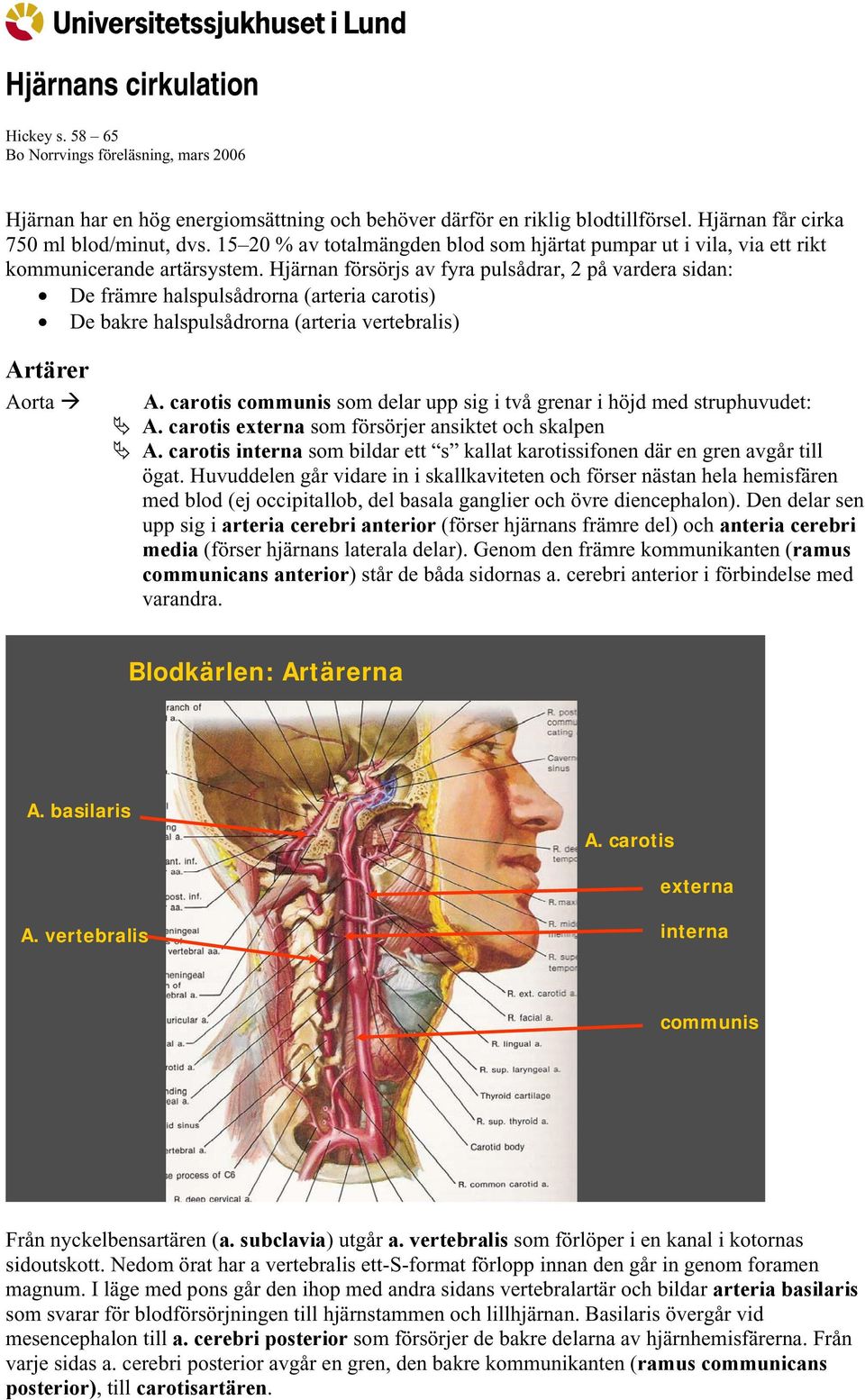 Hjärnan försörjs av fyra pulsådrar, 2 på vardera sidan: De främre halspulsådrorna (arteria carotis) De bakre halspulsådrorna (arteria vertebralis) Artärer Aorta A.