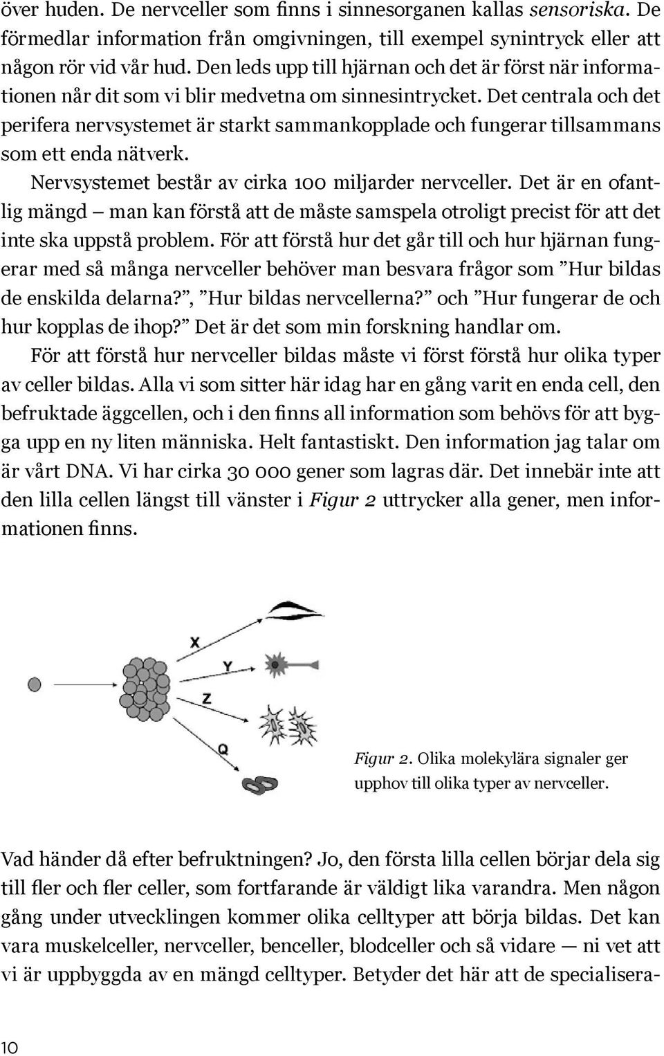 Det centrala och det perifera nervsystemet är starkt sammankopplade och fungerar tillsammans som ett enda nätverk. Nervsystemet består av cirka 100 miljarder nervceller.