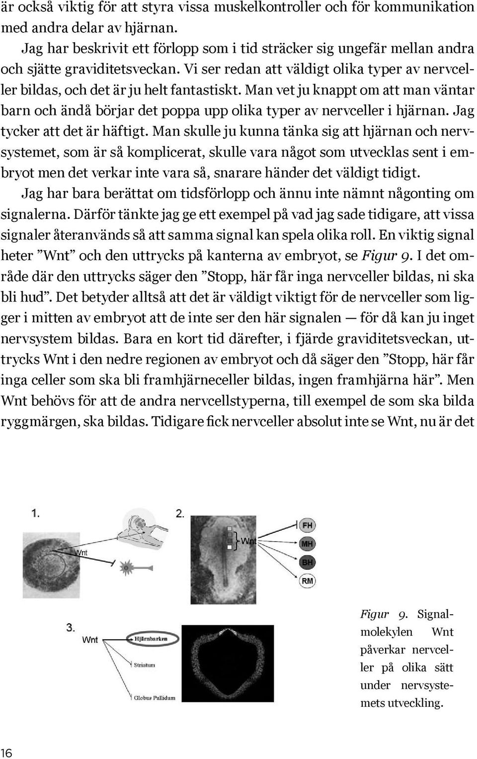 Man vet ju knappt om att man väntar barn och ändå börjar det poppa upp olika typer av nervceller i hjärnan. Jag tycker att det är häftigt.