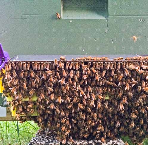 Nr 1/2 Jan/Feb 2015 Bitidningen CSI Pollenprojekt Alla skall anmäla uppställningsplats för bin