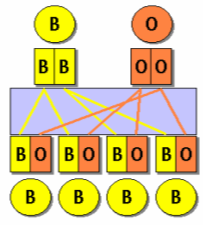 6 www.geblod.nu http://anthro.palomar.edu/vary/vary_3.htm, 2010-03-05 föräldrar fenotyp genotyp tre familier blev blodgrupperad kommentarer?