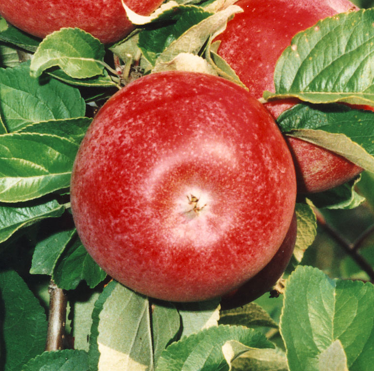 Malus domestica 'ALEXANDER' ALEXANDER, höstäpple ev. Turkiet Användning:Bords- och hushållsfrukt Växer ganska kraftigt och får en bredd krona med utåtriktade grenar. Ger som äldre träd jämna skördar.