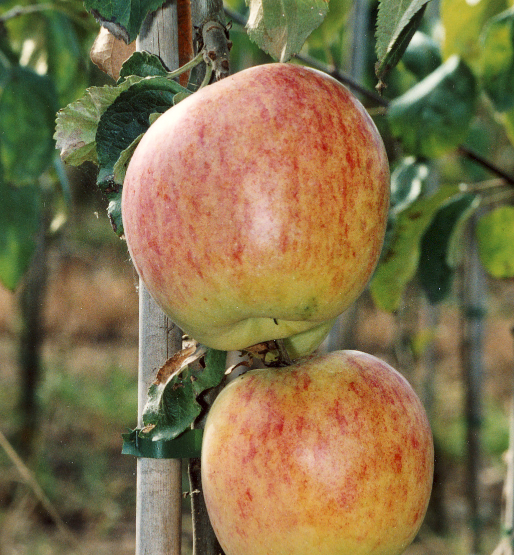 Malus domestica 'ANANASKANEL' ANANASKANEL, höstäpple Brunkanel Växer kraftigt med upprätt gles krona. Den äldsta och härdigaste kanelsorten. Frisk och motstånds kraftigt mot sjukdomar.