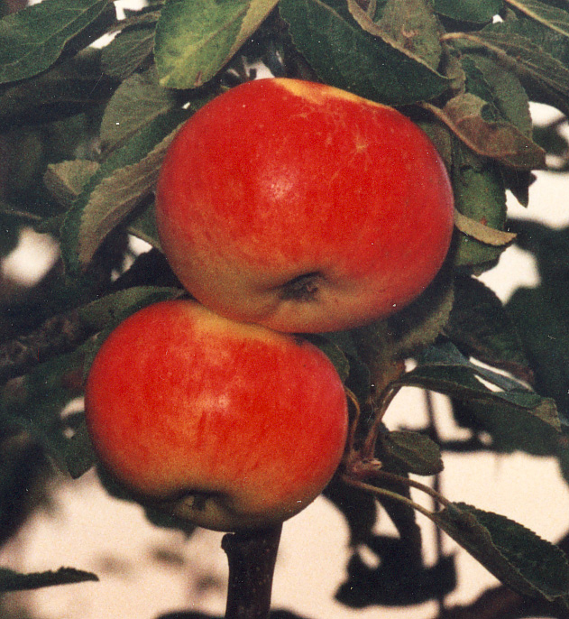 Malus domestica 'ANTONOVKA' ANTONOVKA, höstäpple Ukraina, Användning:Hushållsfrukt, bra mosäpple och till marmelad.