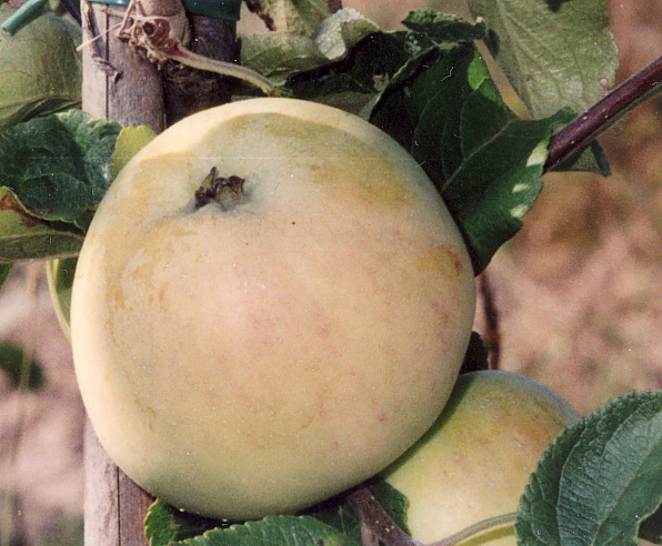 Malus domestica 'AROMA' AROMA, sent höstäpple Balsgård, Ingrid Marie x Filippa.