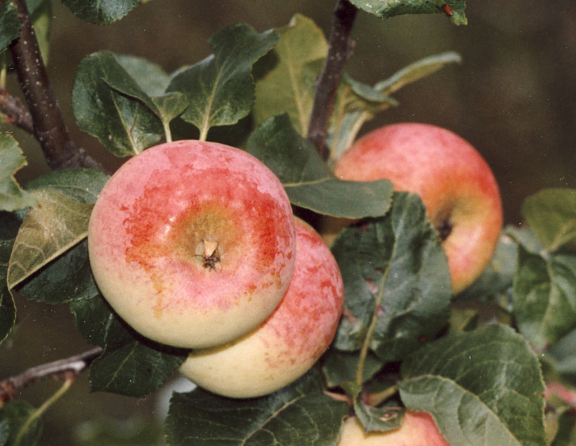 Malus domestica 'ATLAS' ATLAS, höstäpple. Kanada Användning:Bords- och Hushållsfrukt. Kraftigt växande med en utbredd krona. Bär tidigt och rikt. Medelstor, valsformig eller rund, huden något sträv.