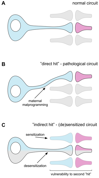 The molecular architecture of endocannabinoid signaling networks in developmentally regulated, Endocannabinoids are important for neurons taking correct choices when forming connections, Impaired