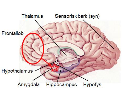 Aktivering i CNS vid hot eller fara När vi uppfattar vår omvärld med våra sinnen, till exempel med synen, går signalerna via våra sinnesorgan till thalamus där de i vanliga fall omkopplas till