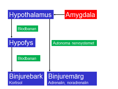 någon fara eller hot aktiveras det perifera stressystemet.