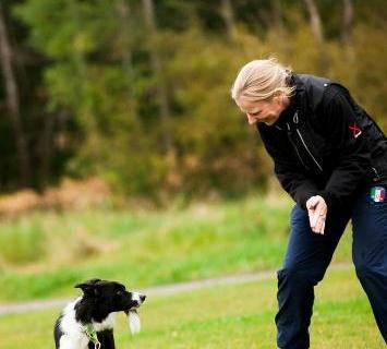 Susy Tvärnstedt Eazy Working Ayasha - Razzia (border collie) Tävlar för klubb: Botkyrka BK Tävlar i klass: Ska starta klass 3. Favoritmoment: Det varierar med dagsformen.