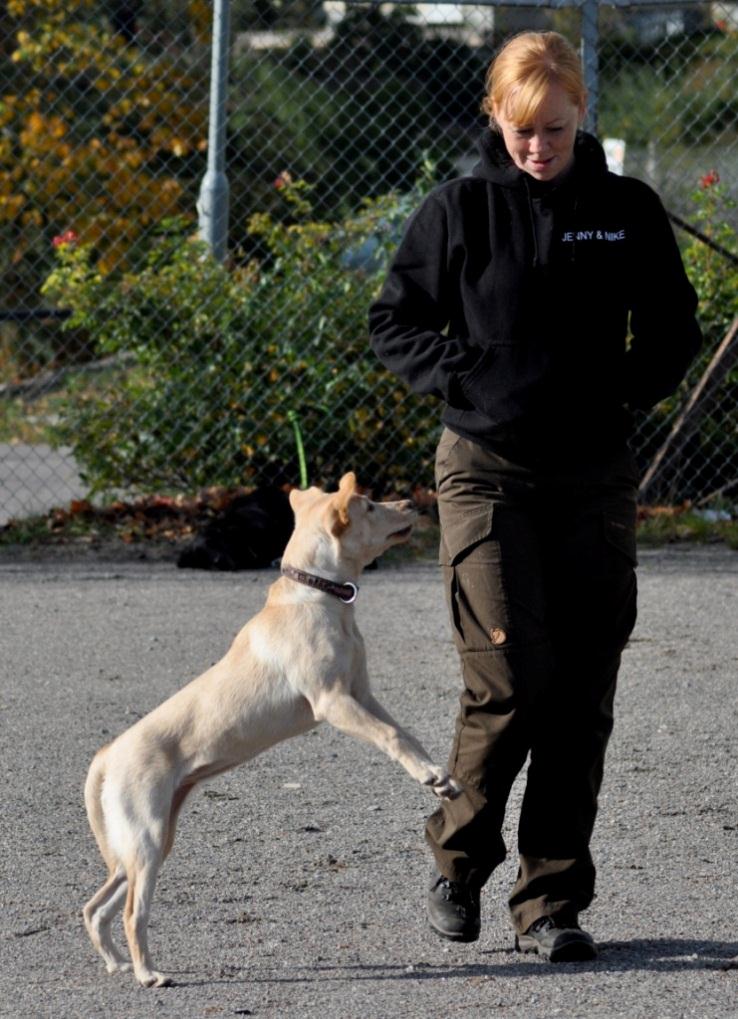 Jenny Eriksson Skybar Friendship - Ayla (labrador retriever) Tävlar för klubb: Haninge BK Tävlar i klass: Klass 3.