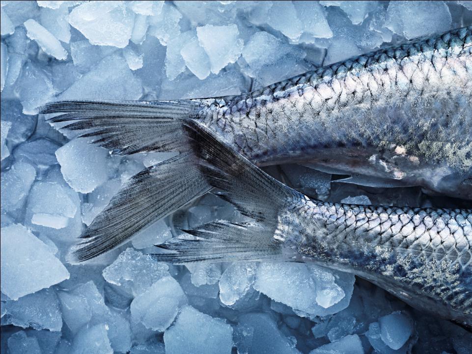 Marine Stewardship Council Highlights from a global