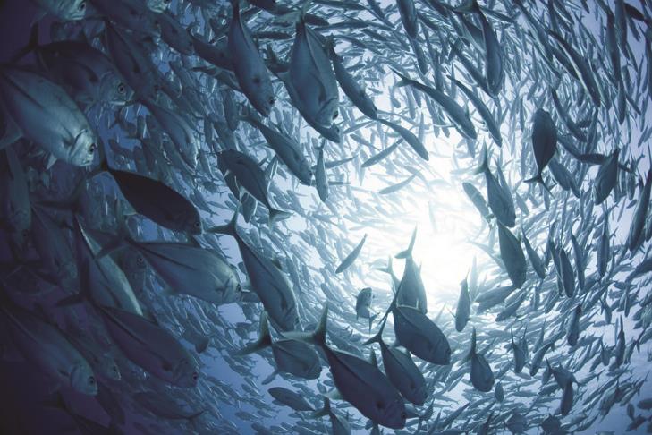 Our vision is of the world s oceans teeming with life, and seafood supplies safeguarded for this and future generations.