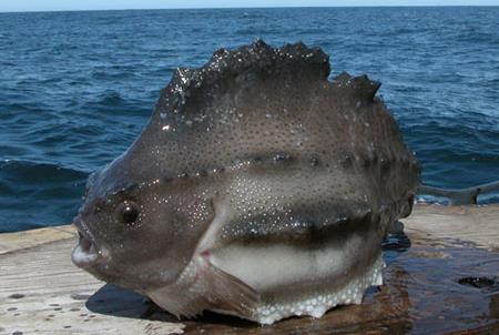 Sjurygg - (Cyclopterus lumpus) Ny MSC-certifierad fisk