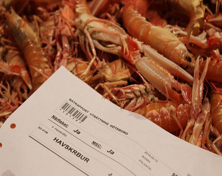 Havskräfta Ny MSC-certifierad skaldjurs produkt Danish