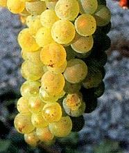 Druvsorter (Vitis vinifera)