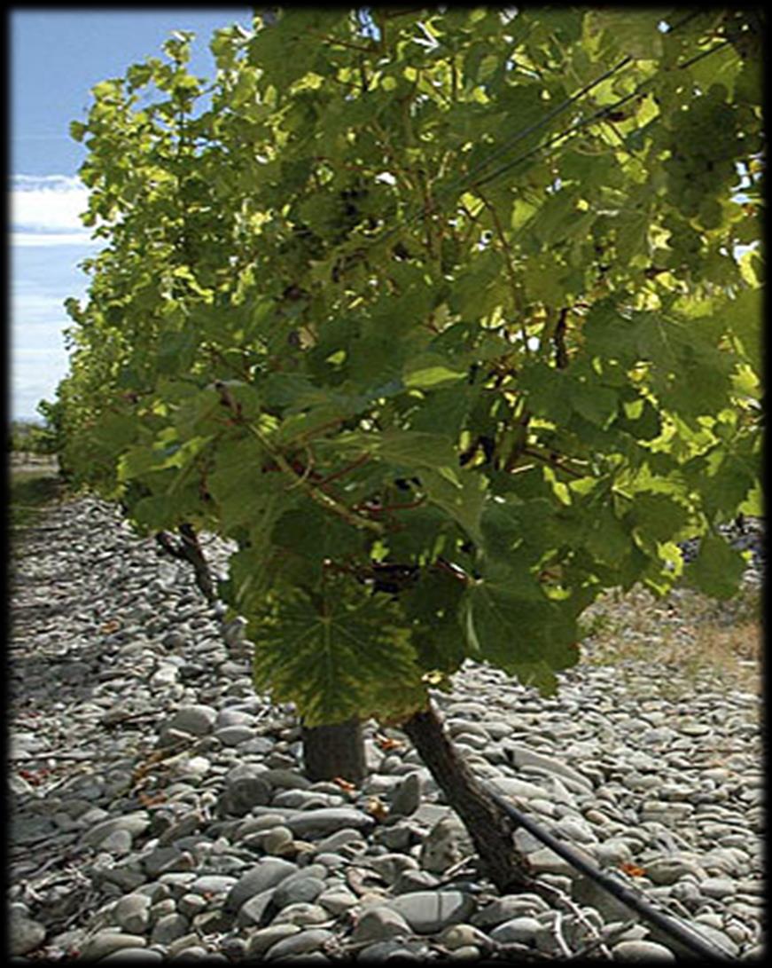 Terroir fysiska miljöfaktorer som styr vinets kvalité och produktion Klimat (lufttemperatur,
