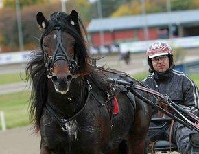 På Gården finns det rikligt med hagar, en kuperad slinga på ca 1.5km,(som är grymt bra slinga för unghästträning) miltals av grusvägar (som vi kör mycket distans jobb på) plus en 700m backe.