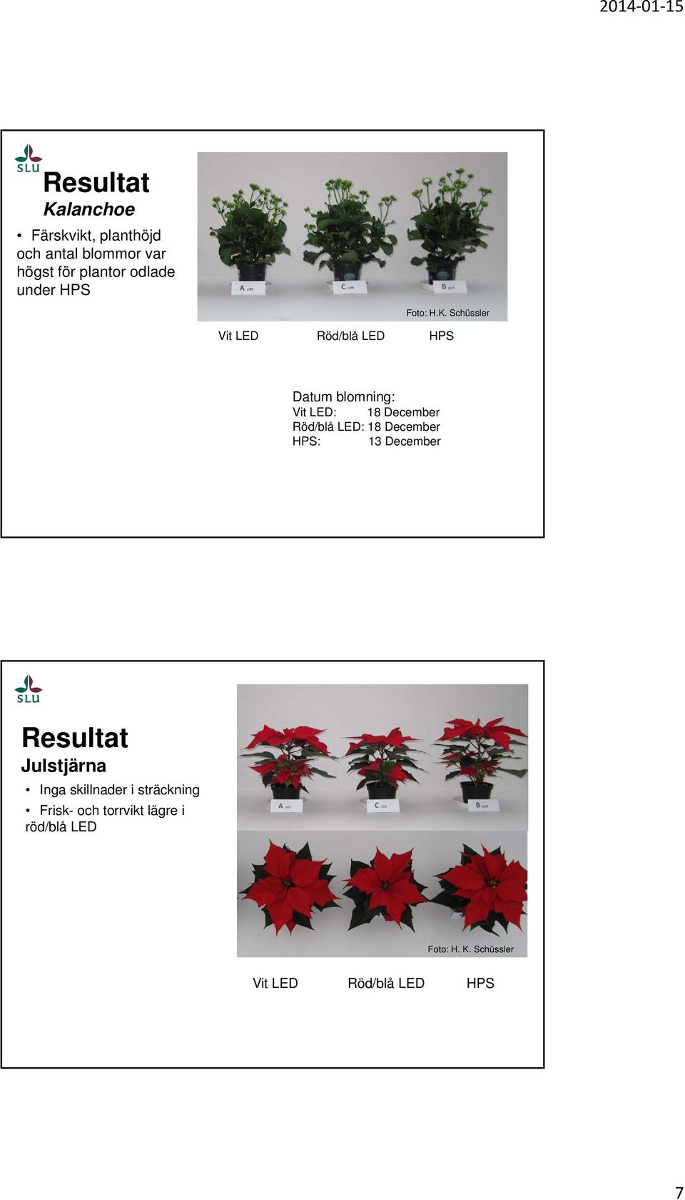 Schüssler Vit LED Röd/blå LED HPS Datum blomning: Vit LED: 18 December Röd/blå LED: 18