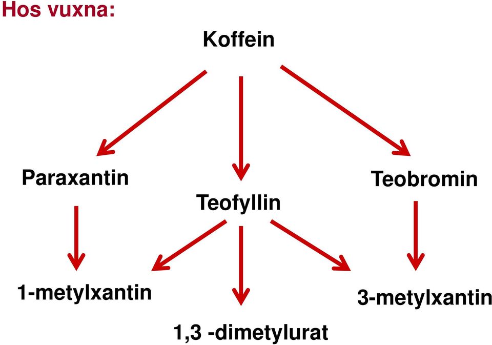 Teobromin 1-metylxantin