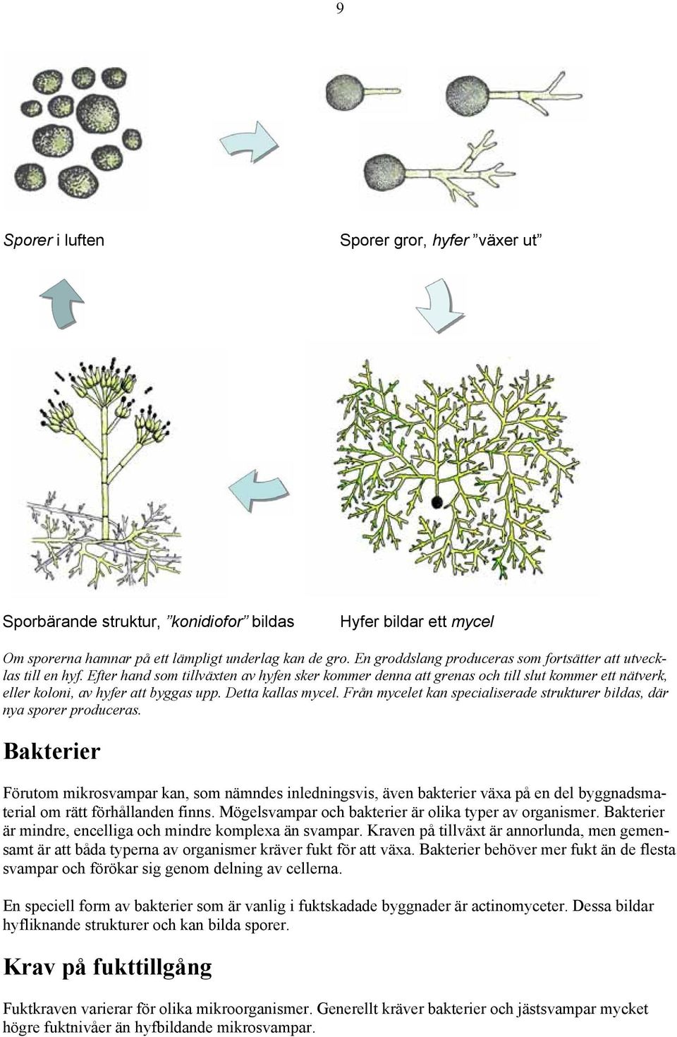 Efter hand som tillväxten av hyfen sker kommer denna att grenas och till slut kommer ett nätverk, eller koloni, av hyfer att byggas upp. Detta kallas mycel.