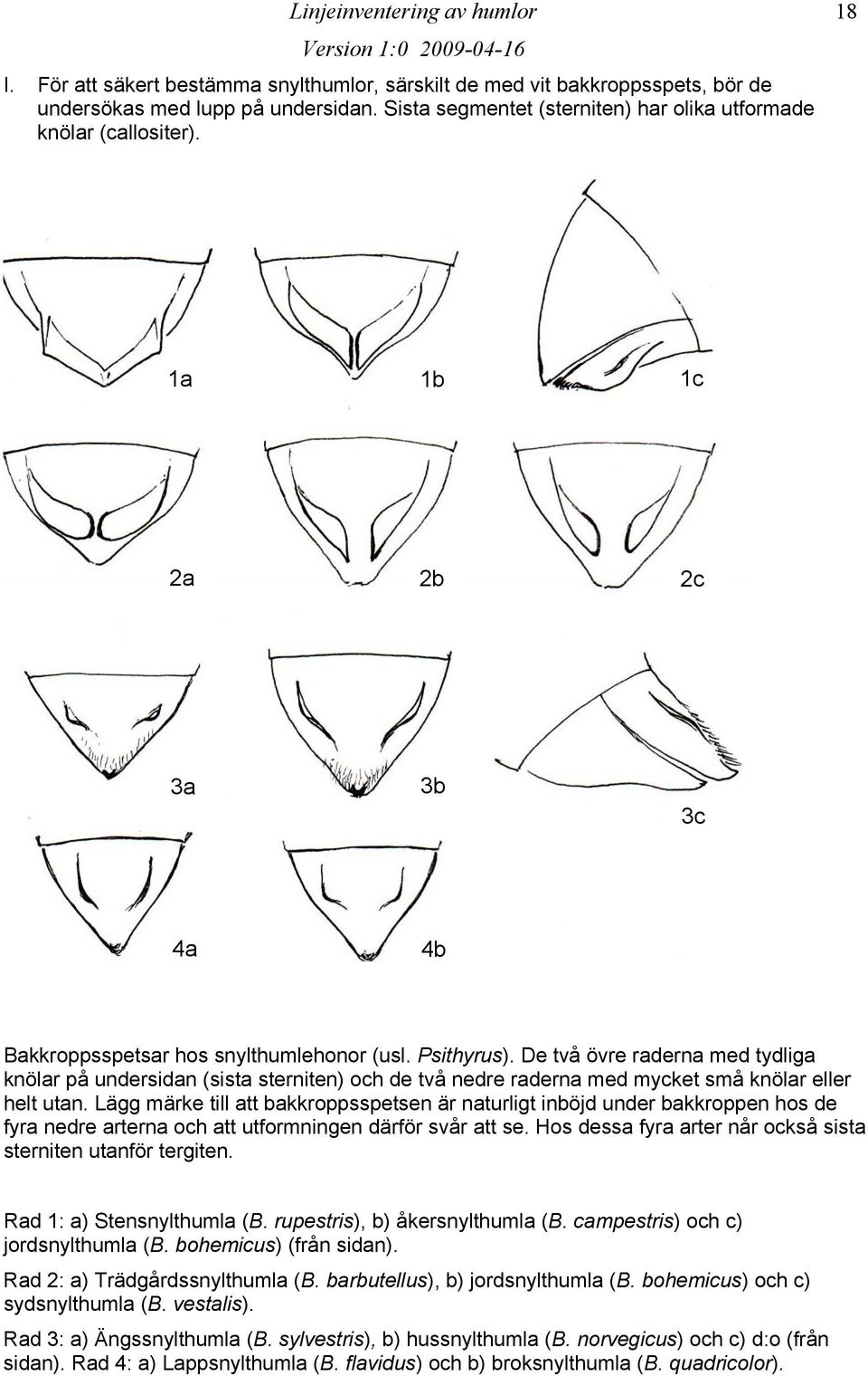 De två övre raderna med tydliga knölar på undersidan (sista sterniten) och de två nedre raderna med mycket små knölar eller helt utan.