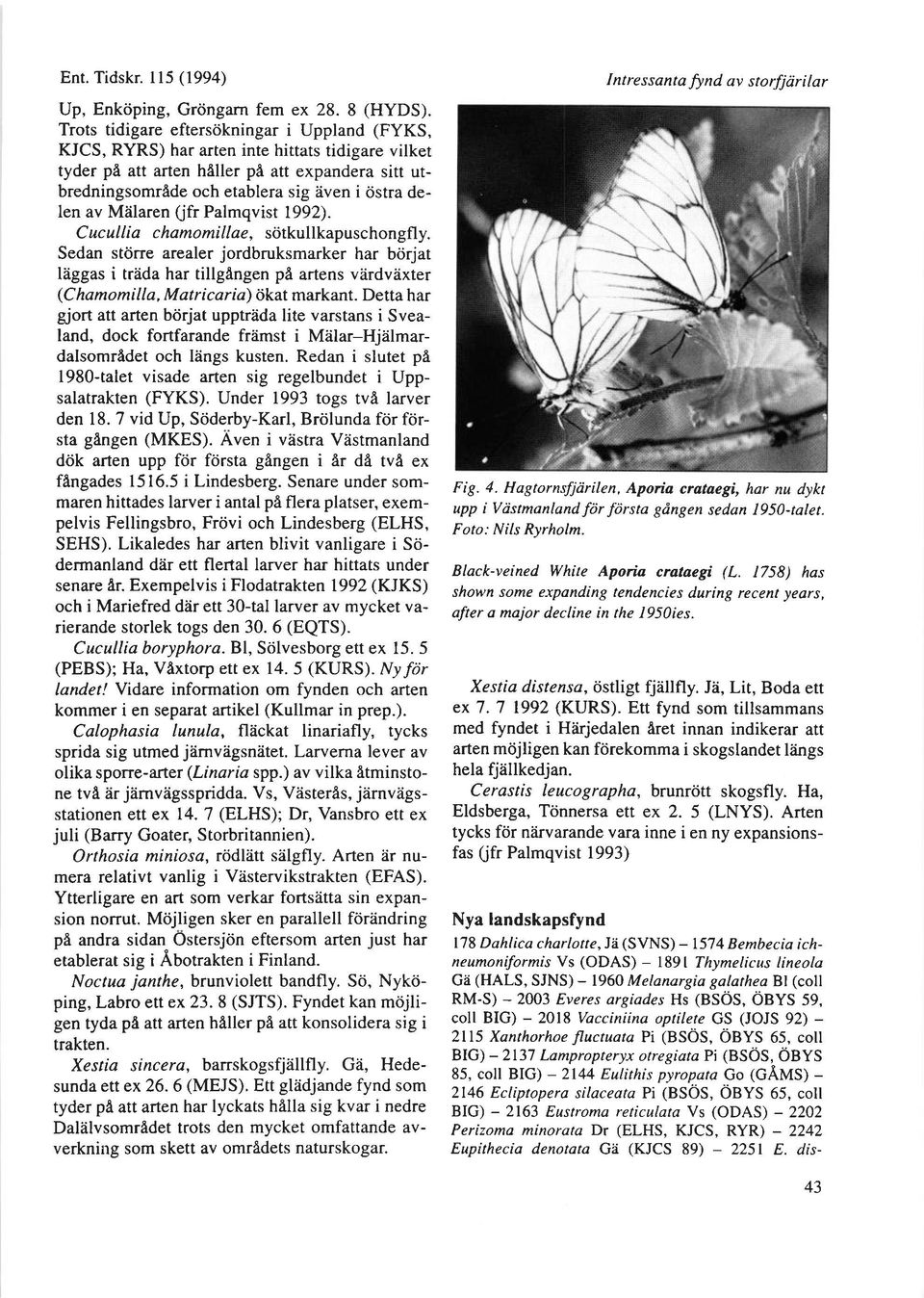delen av Miilaren (fr Palmqvist 1992). C ucullia chamomillae, scitkullkapuschongfly.