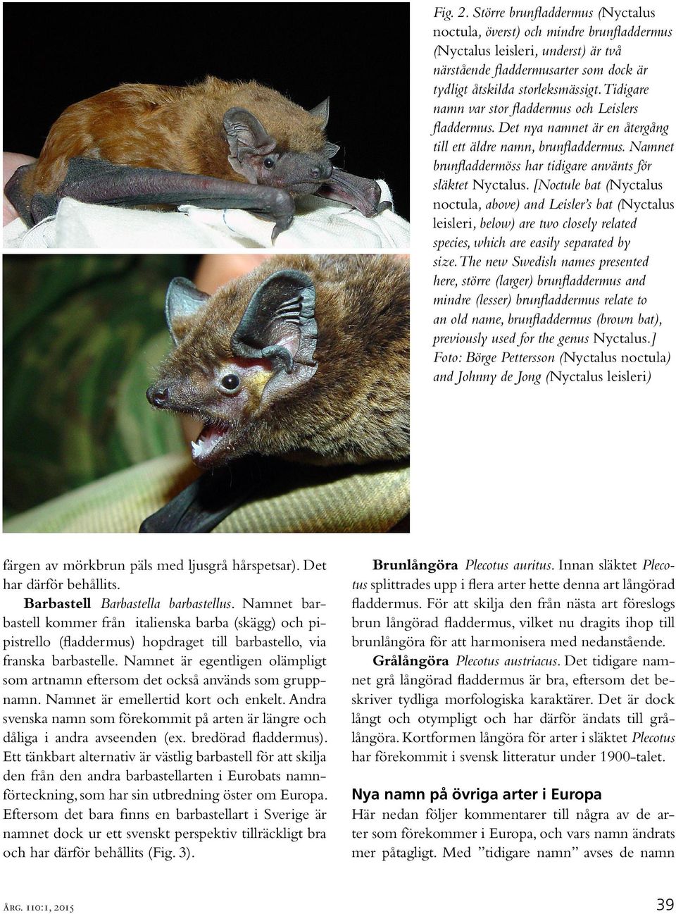 [Noctule bat (Nyctalus noctula, above) and Leisler s bat (Nyctalus leisleri, below) are two closely related species, which are easily separated by size.