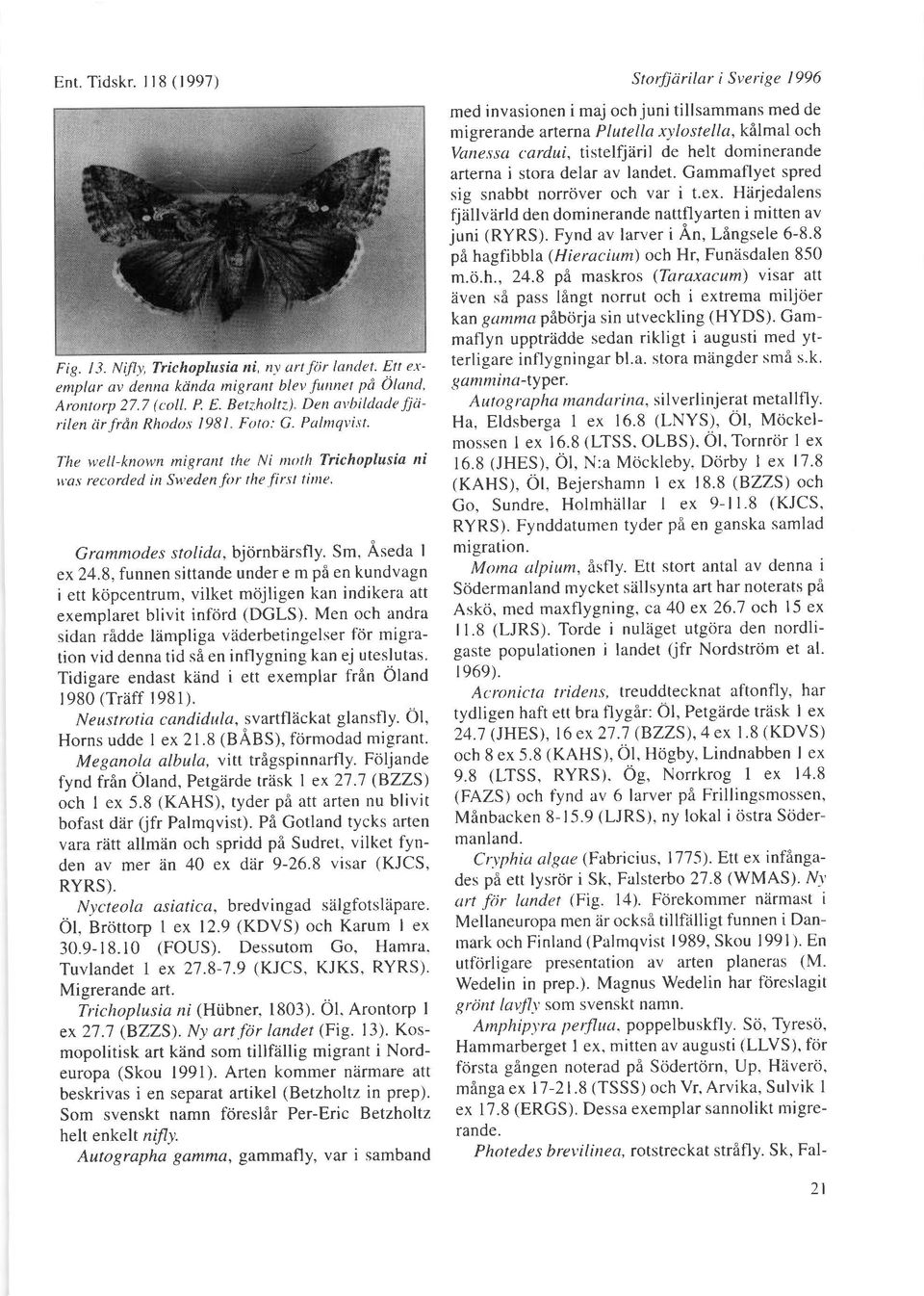 Grammodes stoli(la,bjdrnbiirsfly. Sm, Aseda I ex24.8, funnen sittande under e m pe en kundvagn i ett kdpcentrum, vilket mcijligen kan indikera att exemplaret blivit inftird (DGLS).