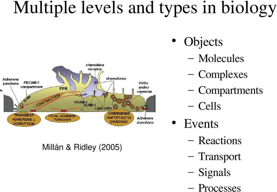 Molecules Complexes Compartments