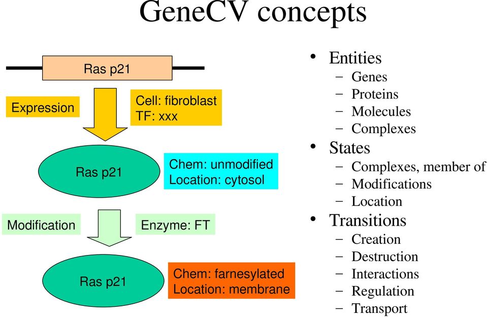 membrane Entities Genes Proteins Molecules Complexes States Complexes, member of