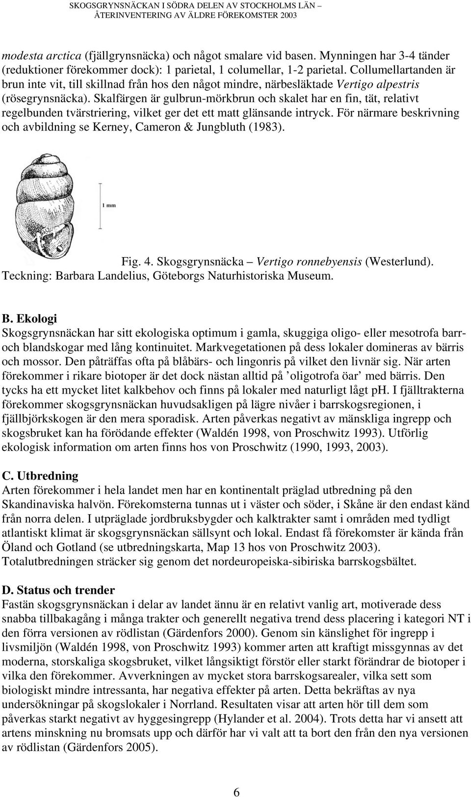 Skalfärgen är gulbrun-mörkbrun och skalet har en fin, tät, relativt regelbunden tvärstriering, vilket ger det ett matt glänsande intryck.