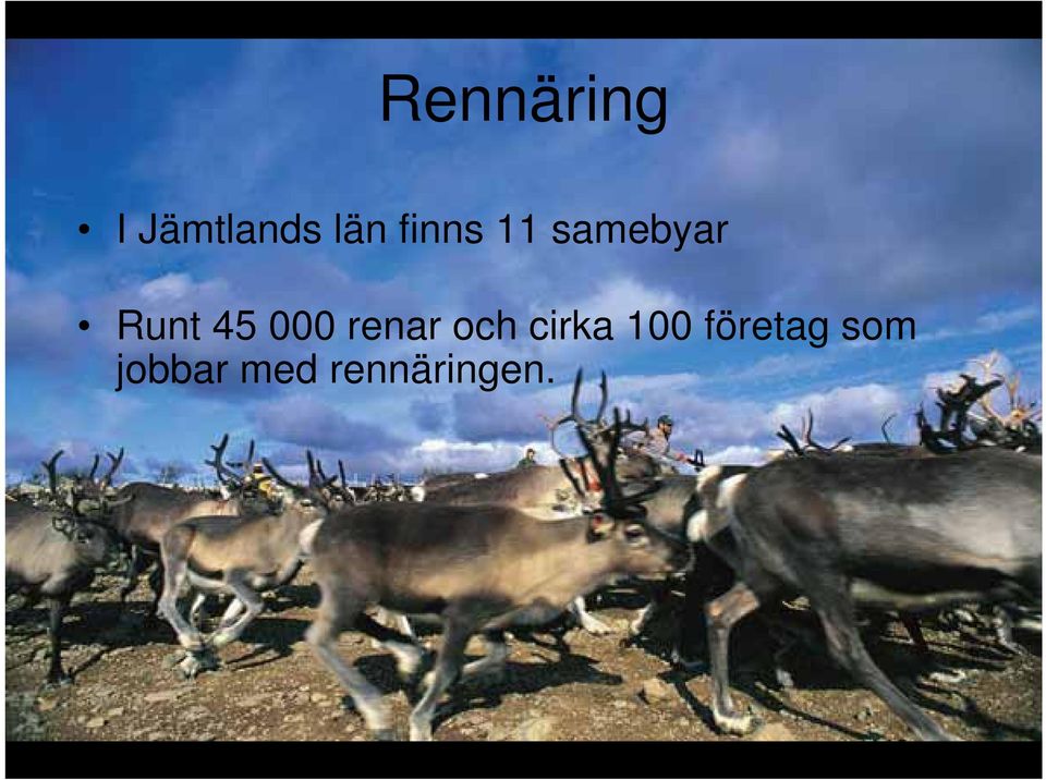 000 renar och cirka 100