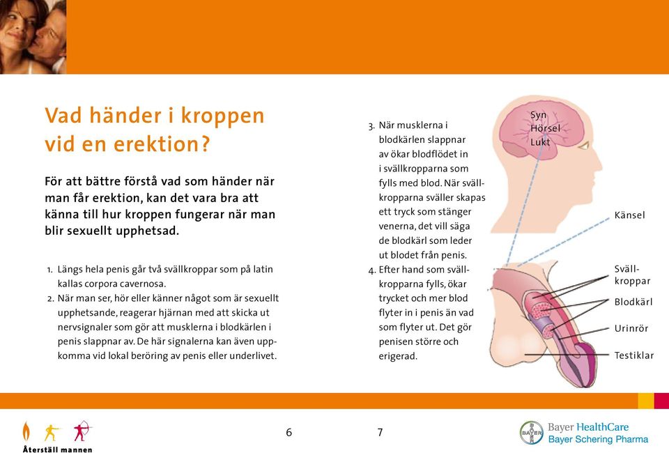 När man ser, hör eller känner något som är sexuellt upp hetsande, rea gerar hjärnan med att skicka ut nerv signaler som gör att musklerna i blod kärlen i penis slappnar av.