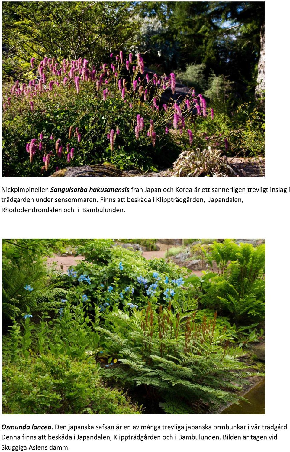 Finns att beskåda i Klippträdgården, Japandalen, Rhododendrondalen och i Bambulunden. Osmunda lancea.