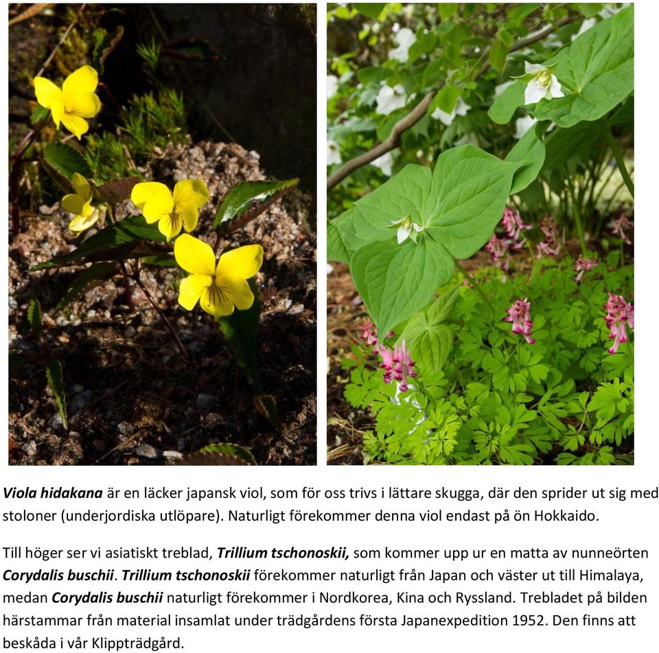 Till höger ser vi asiatiskt treblad, Trillium tschonoskii, som kommer upp ur en matta av nunneörten Corydalis buschii.