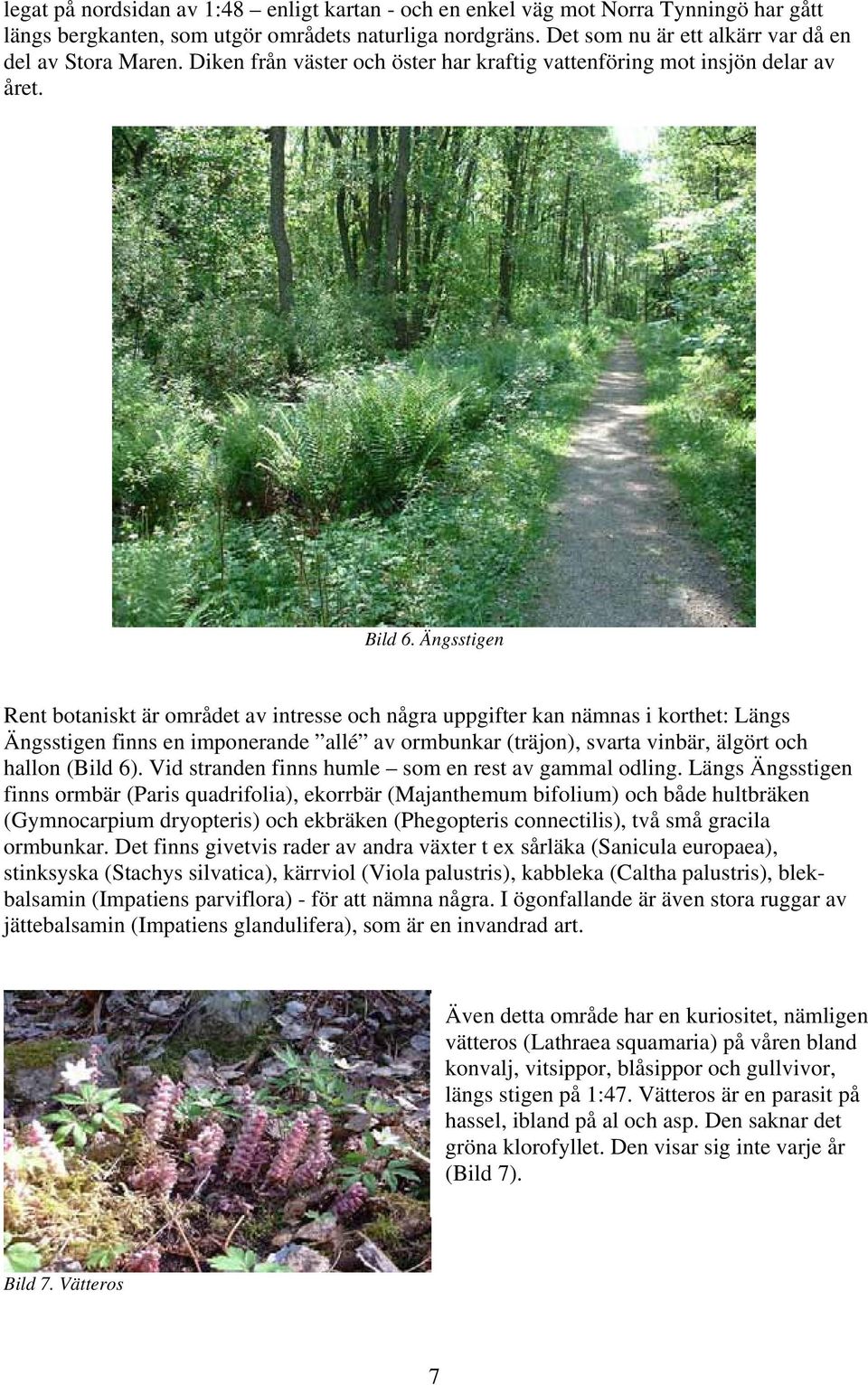 Ängsstigen Rent botaniskt är området av intresse och några uppgifter kan nämnas i korthet: Längs Ängsstigen finns en imponerande allé av ormbunkar (träjon), svarta vinbär, älgört och hallon (Bild 6).