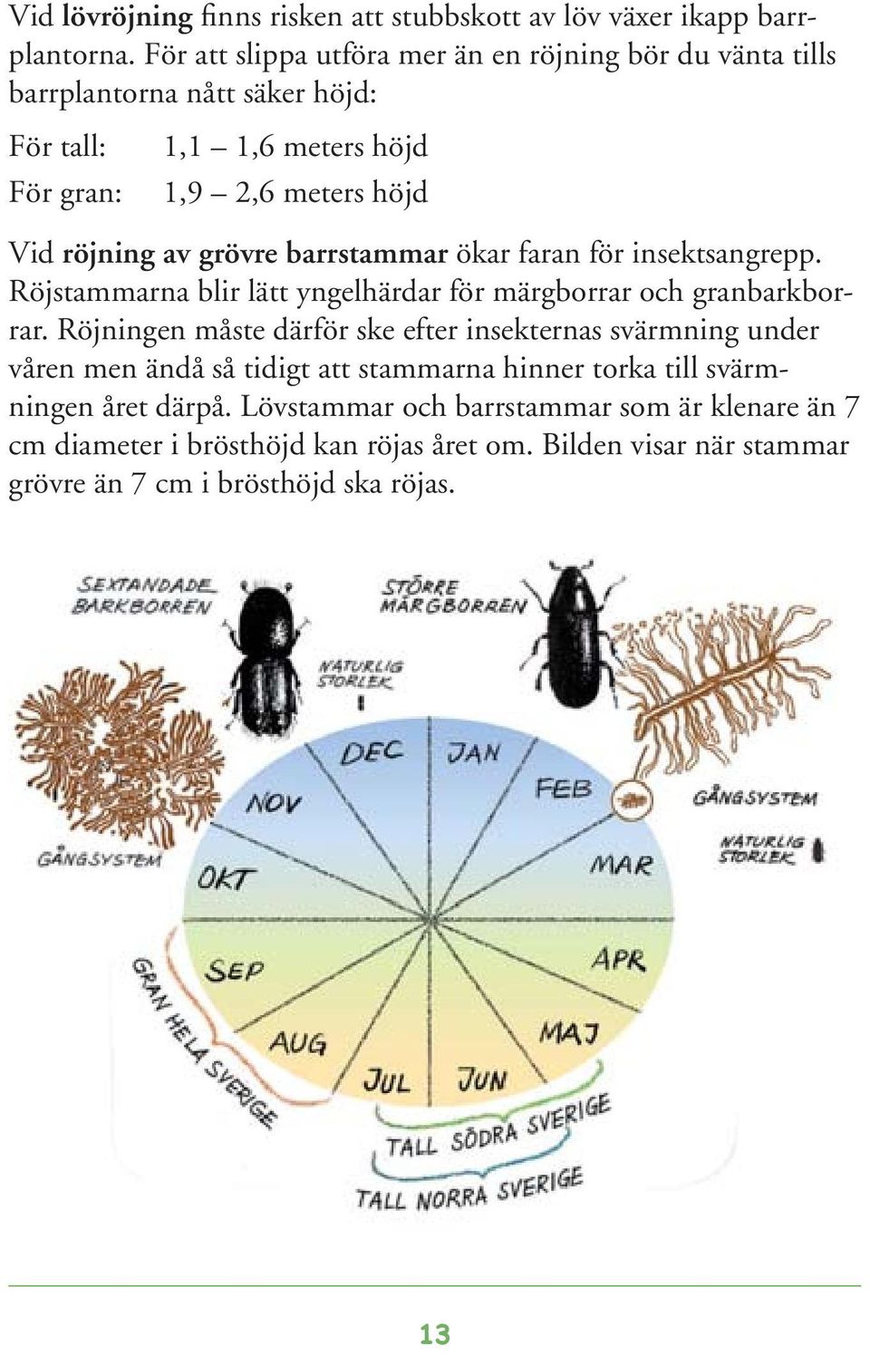 grövre barrstammar ökar faran för insektsangrepp. Röjstammarna blir lätt yngelhärdar för märgborrar och granbarkborrar.