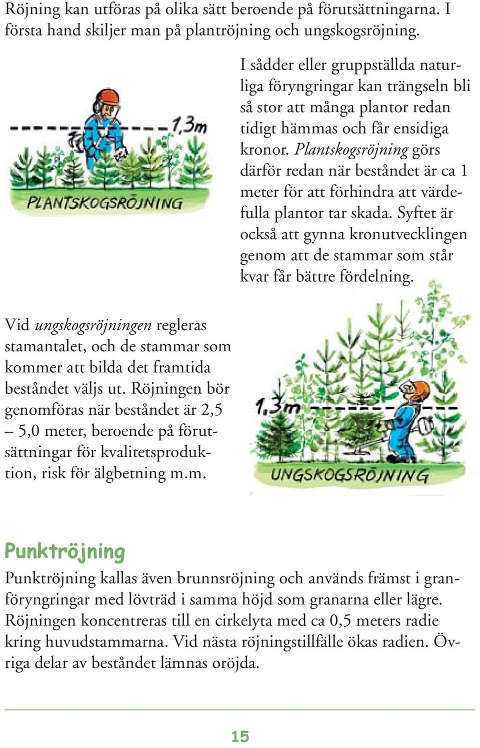 Plantskogsröjning görs därför redan när beståndet är ca 1 meter för att förhindra att värdefulla plantor tar skada.