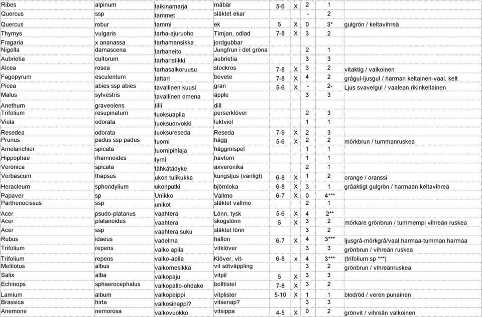 valkoinen Fagopyrum esculentum tattari bovete 7-8 X 4 2 grågul-ljusgul / harman keltainen-vaal.