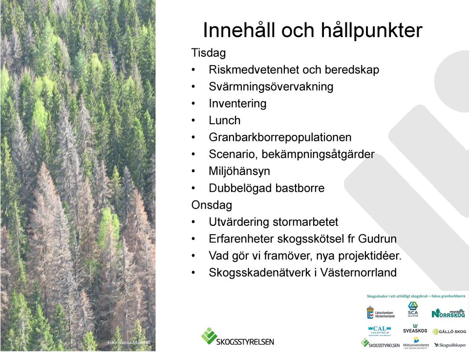 Dubbelögad bastborre Onsdag Utvärdering stormarbetet Erfarenheter skogsskötsel fr