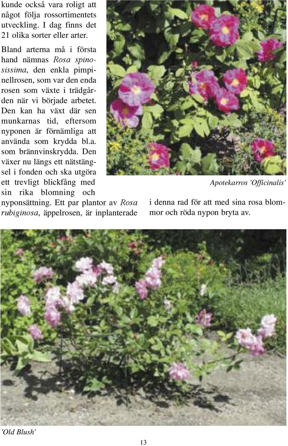 Den kan ha växt där sen munkarnas tid, eftersom nyponen är förnämliga att använda som krydda bl.a. som brännvinskrydda.